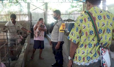 Waspadai-African-Swine-Fever-(ASF),-Bripka-Istanto-Sambangi-Kelompok-Ternak-Di-Dusun-Natar-Lorong
