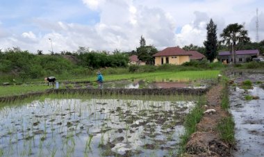Program-unggulan-Polres-Kupang-Manfaatkan-air-berlimpah-Tanam-padi-dan-budidaya-ikan