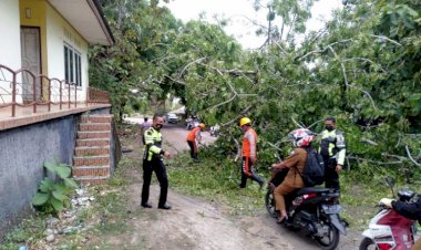 Satlantas-Polres-Rote-Ndao-Sigap-Bantu-Evakuasi-Pohon-Tumbang-Halangi-Jalan