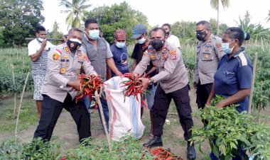 Dukung-Ketahanan-Pangan,-Kapolres-Malaka-Panen-Cabai-Besar-di-Kecamatan-Wewiku