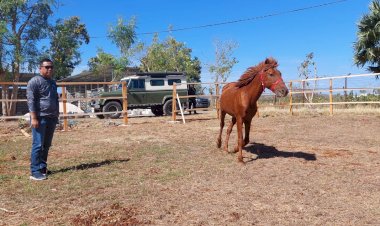 Bentuk-Pasukan-Satwa-Berkuda,-Kapolda-NTT-Tinjau-Tempat-Perawatan-dan-Kandang-Ranch-Kuda-Polda-NTT