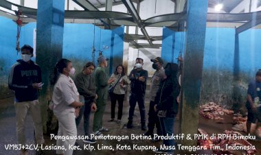 Kendalikan-Pemotongan-Sapi-Betina-Produktif,-Personel-Ditreskrimsus-Polda-NTT-Mengecek-RPH-Bimoku