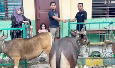 Jelang-Idul-Adha-1443-H,-Polres-Belu-Sumbang-4-ekor-Sapi-Kurban-untuk-Masjid-dan-Panti-Asuhan