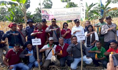 Dukung-Ketahanan-Pangan-di-Lembata,-Kapolda-NTT-Ikut-Panen-Jagung-TJPS-Watanlolong-di-Desa-Pasir-Putih