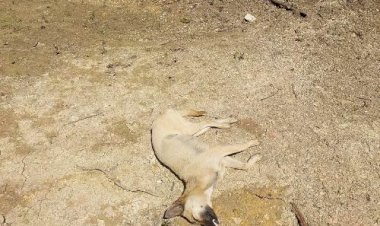 Rabies-Mengancam-Warga-Kecamatan-Amanatun-Selatan,---Kapolsek-dan-Warga-Tertibkan-HPR