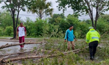 Cegah-Kemacetan-dan-Laka-Lantas,-Polisi-Evakuasi-Pohon-Tumbang-di-Labuan-Bajo
