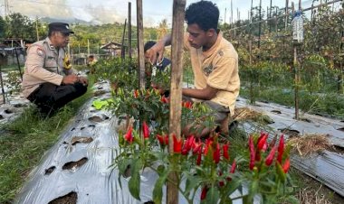 Polsek-Ndona-Panen-Perdana-Cabai,-Dukung-Ketahanan-Pangan-Lokal
