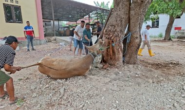 Rayakan-Idul-Adha-1446-H,-Masjid-Al-Hamidin-RS-Bhayangkara-Polda-NTT-Sembelih-9-Hewan-Kurban