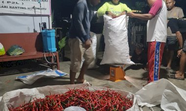 Polri-Untuk-Masyarakat,-Polsek-Wolowaru-Panen-Cabe-untuk-Dukung-Ketahanan-Pangan