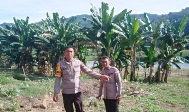 Dari-Lahan-Tidur-Menjadi-Ladang-Harapan:-Inisiatif-Bhabinkamtibmas-Reok-Dukung-Ketahanan-Pangan
