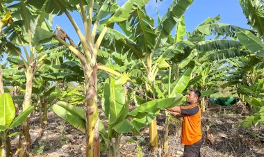 Aipda-Jibrael,-Polisi-yang-Menyulap-Lahan-Tidur-Jadi-Sumber-Kehidupan