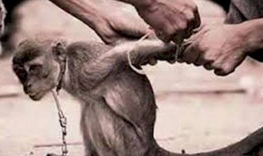 Polres-Malaka-Amankan-Dua-Warga-Diduga-Aniaya-Satwa-Dilindungi,-Polda-NTT-Tegaskan-Penegakan-Hukum