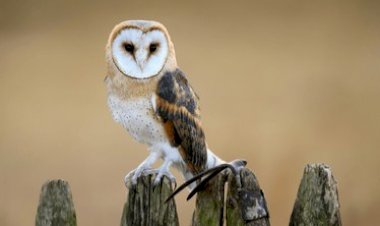 Viral-Penembakan-Burung-Dilindungi-di-Medsos,-Polres-TTS-Lakukan-Penelusuran