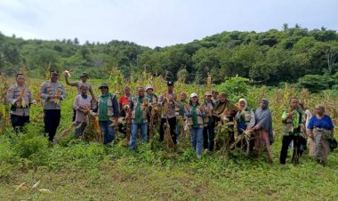 Sinergi-Polri-dan-Petani,-Desa-Embundoa-Panen-Raya-7,2-Ton-Jagung-Program-Kapolda-NTT