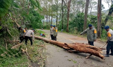 Tanggap-Cepat-Bencana-Pohon-Tumbang,-Personel-Brimob-Polda-NTT-Bersihkan-Jalur-Trans-Flores-di-Manggarai-Timur