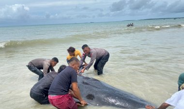 Brimob-Polda-NTT-Evakuasi-20-Paus-Pilot-Terdampar-di-Perairan-Rote-Ndao