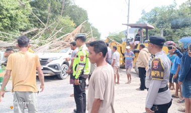 Sigap-Tangani-Pohon-Tumbang-Akibat-Angin-Kencang,-Polres-Kupang-Imbau-Masyarakat-Tingkatkan-Kewaspadaan