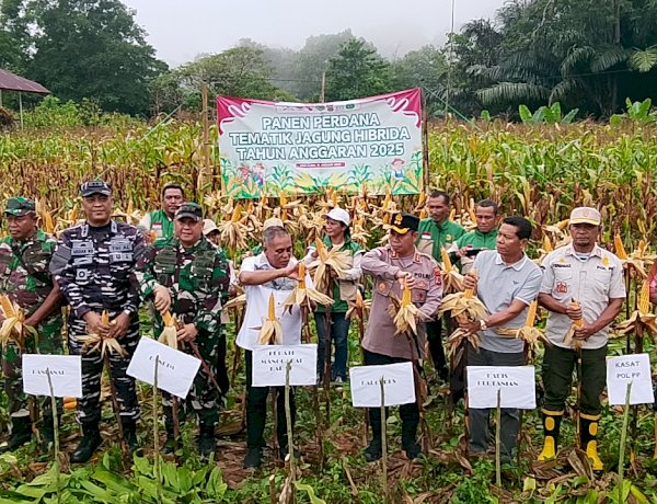 Kapolda NTT Dukung Penuh Ketahanan Pangan, Panen Perdana Jagung Hibrida Digelar di Manggarai Barat