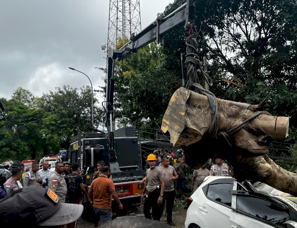 Respons Cepat Ditsamapta Polda NTT Evakuasi Pohon Tumbang Timpa Mobil di Maulafa
