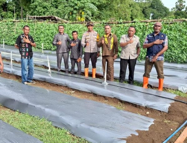 Sulap Lahan Pasir Jadi Sentra Hortikultura, DPRD TTS Turun Tangan Dukung Program Pekarangan Pangan Bergizi Polsek Kualin, Kapolda NTT Beri Apresiasi