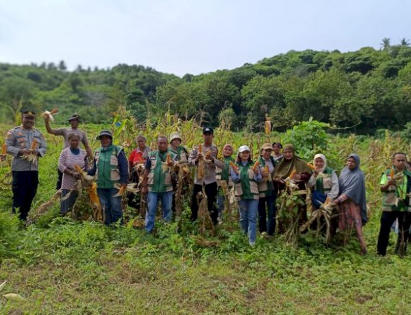 Sinergi Polri dan Petani, Desa Embundoa Panen Raya 7,2 Ton Jagung Program Kapolda NTT