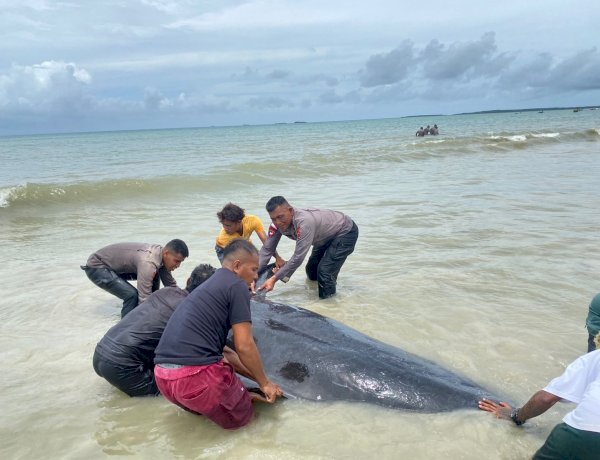 Brimob Polda NTT Evakuasi 20 Paus Pilot Terdampar di Perairan Rote Ndao