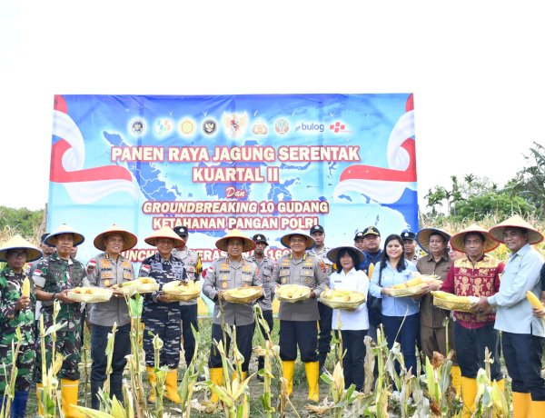 Di Tengah Hujan, Kapolda NTT Pimpin Semangat Ketahanan Pangan Lewat Panen Raya Jagung 2026