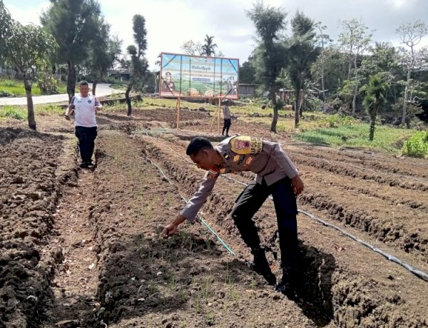 Polri Dampingi Petani, Kebun Bawang Putih di Desa Lemon Tumbuh Subur