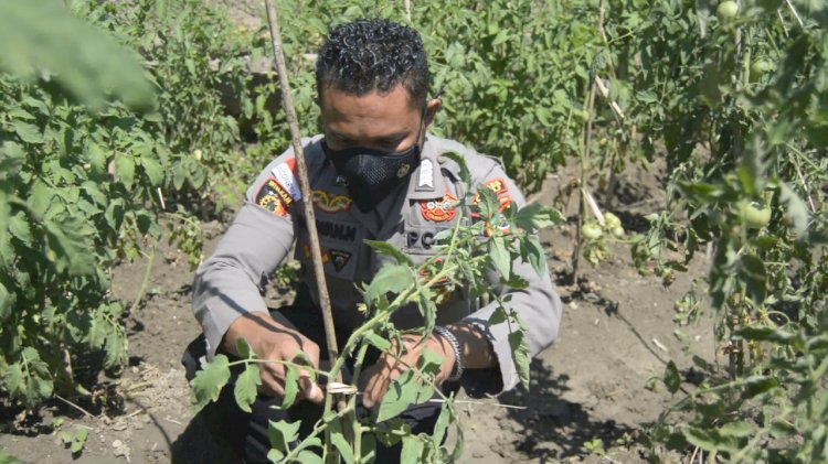 Manfaatkan Lahan Tidur Setengah Hektare,  Polisi di perbatasan RI-RDTL Ini Kembangkan Tanaman Tomat