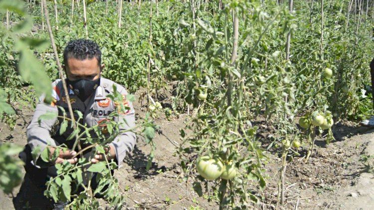 Giat Ops  Inspiratif Bagi Warga di Tapal Batas, Bripka Nasrul Anggota Polres Belu Sulap Lahan Tidur Jadi Kebun Tomat
