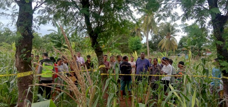 Polsek Maulafa Amankan TKP Penemuan Mayat di Kebun Jagung Milik Warga