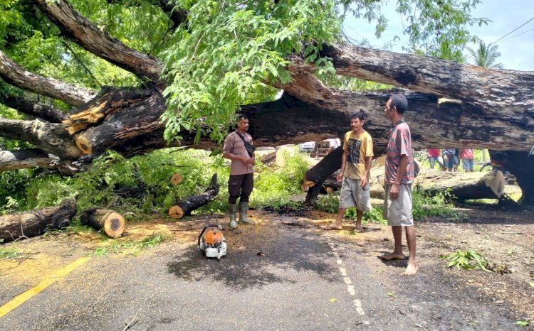 Bhabinkamtibmas Leosama Bantu Warga Evakuasi Pohon Tumbang yang Melintang di Jalur Perbatasan RI-RDTL