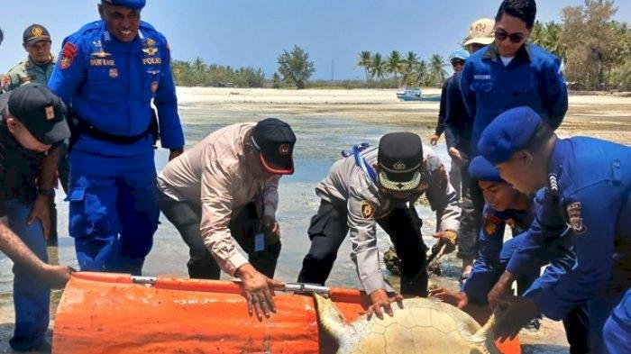 Tim Gabungan Ditpolairud NTT Melepaskan 4 Penyu Sisik Hijau ke Laut di Pantai Walakiri