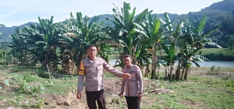 Dari Lahan Tidur Menjadi Ladang Harapan: Inisiatif Bhabinkamtibmas Reok Dukung Ketahanan Pangan
