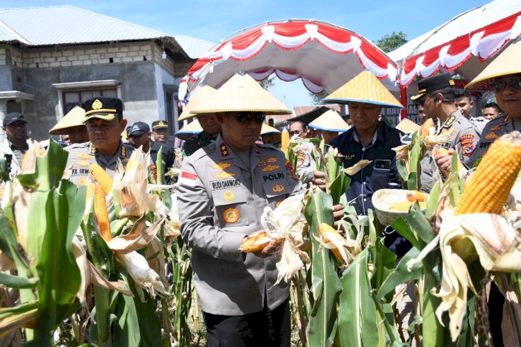 Sukses Panen 349 Ton Jagung di NTT: Kapolri dan Kapolda NTT Tegaskan Komitmen Dukung Penuh Asta Cita Presiden Prabowo untuk Kedaulatan Pangan