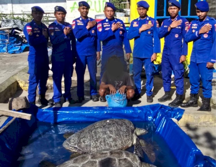 Ditpolairud Polda NTT Amankan Nelayan Pelaku Penangkapan Penyu Dilindungi di Perairan Sikka