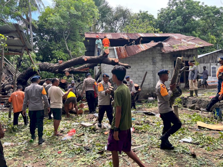 Brimob Polda NTT Sigap Tanggap Pohon Tumbang di Belu, Dua Rumah Warga Terdampak