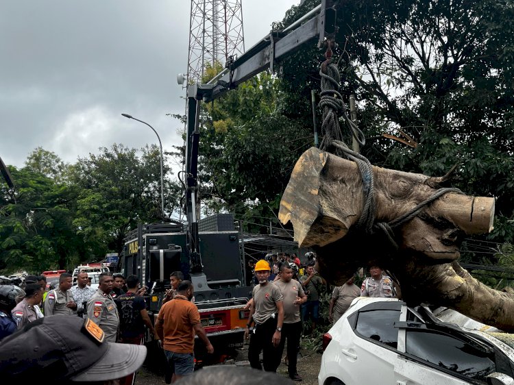 Respons Cepat Ditsamapta Polda NTT Evakuasi Pohon Tumbang Timpa Mobil di Maulafa