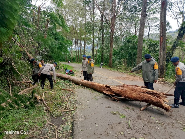 Tanggap Cepat Bencana Pohon Tumbang, Personel Brimob Polda NTT Bersihkan Jalur Trans Flores di Manggarai Timur