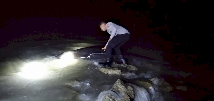 Gerak Cepat Polres Rote Ndao Evakuasi Paus Pilot Terjebak di Perairan Dangkal, Enam Ekor Berhasil Diselamatkan