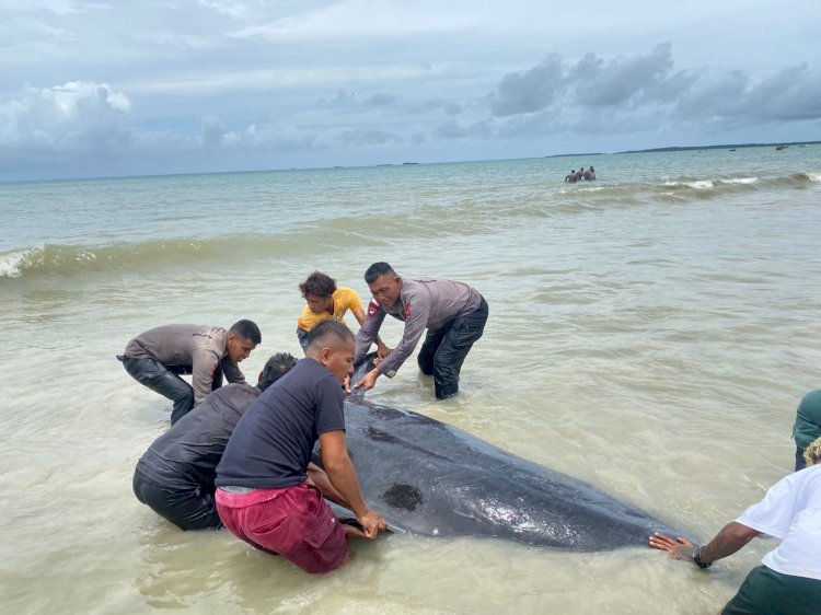 Brimob Polda NTT Evakuasi 20 Paus Pilot Terdampar di Perairan Rote Ndao