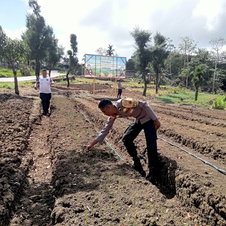 Polri Dampingi Petani, Kebun Bawang Putih di Desa Lemon Tumbuh Subur