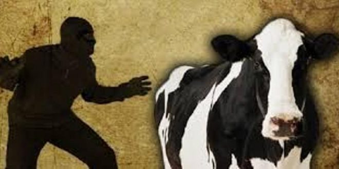 Sat Reskrim Polres TTU berhasil amankan pelaku pencurian hewan sapi