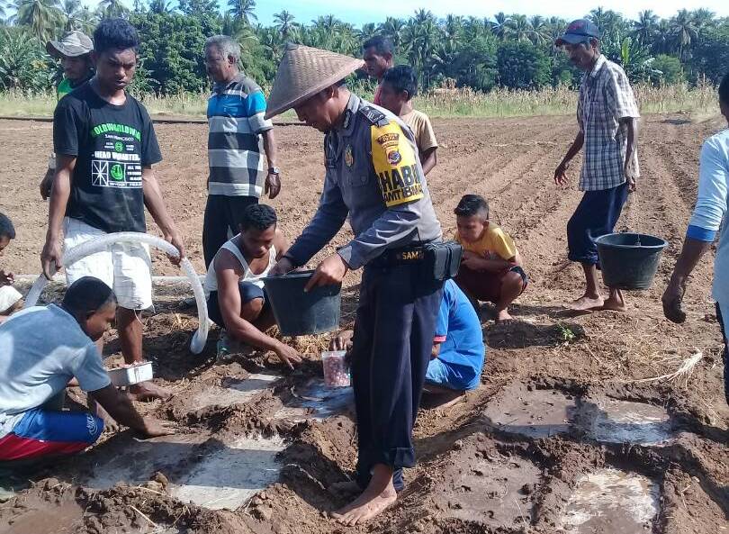 Sukses Latih Petani Bawang Merah Se-Kecamatan Talibura, Brigpol Soalihin Dapat Piagam Penghargaan Dari Camat Talibura