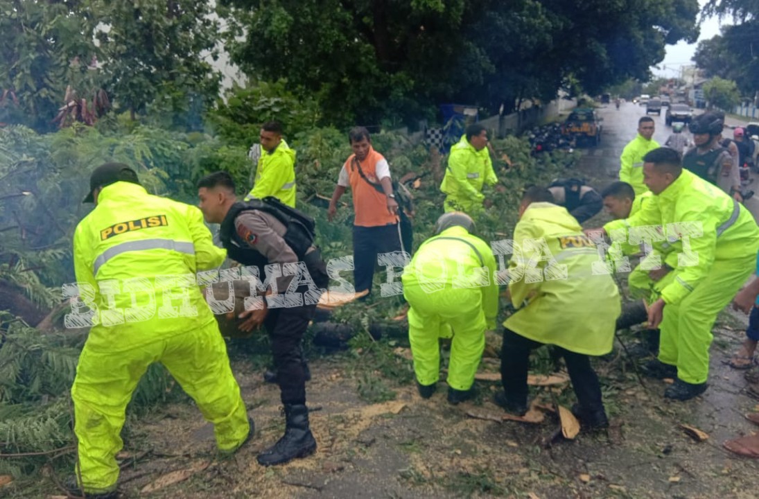 Personel Samapta Polda NTT Membersihkan dan Mengangkat Pohon Tumbang