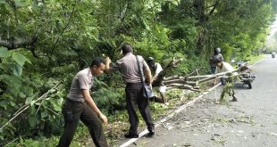 Bersama Warga, Anggota Polsek Alor Tengah Utara Bersihkan Pohon Tumbang