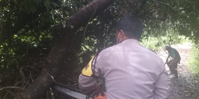 Anggota Polres Mabar Bersama Warga Bersihkan Pohon Tumbang Di Jalan Trans Flores Menuju Kampung Nobo